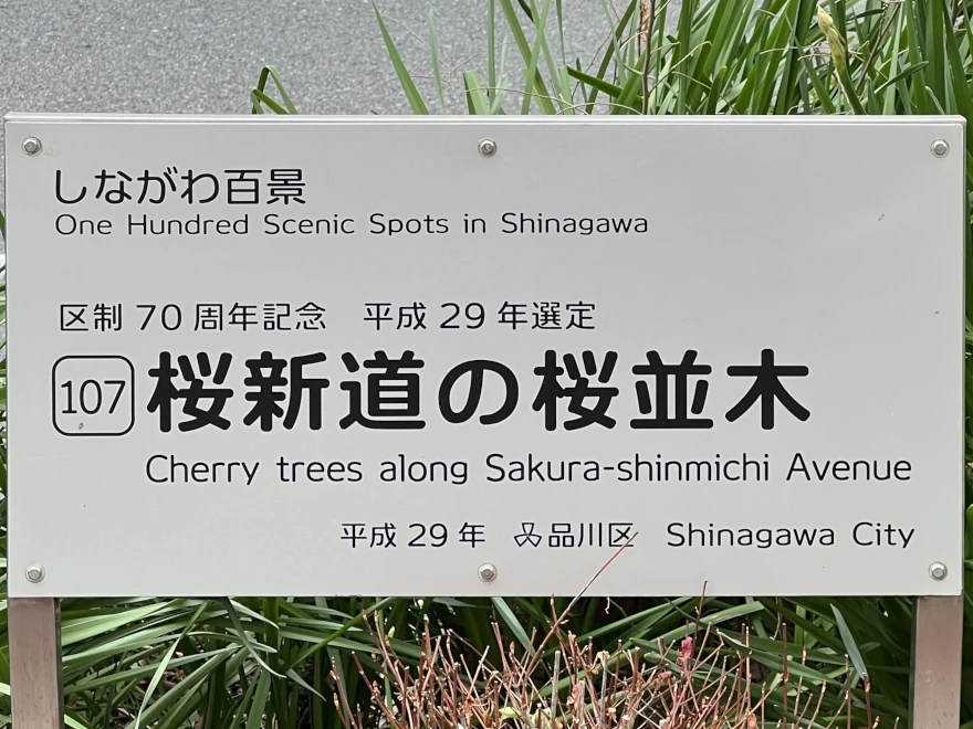 107 Cherry trees along Sakura-shinmichi Avenue 桜新道の桜並木
sign