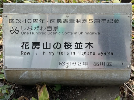 41: Cherry blossom trees on Mt. Hanabusa 花房山の桜並木